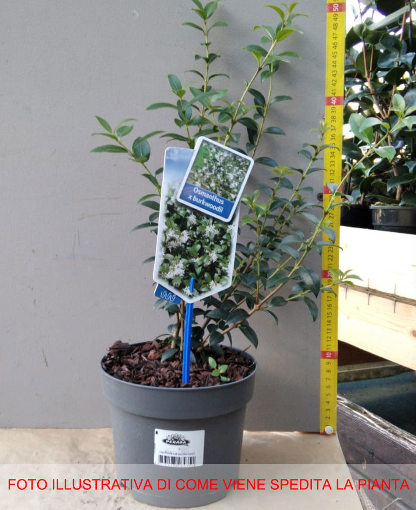 OSMANTHUS OSMAREA BURKWOODII VASO 17CM