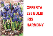 OFFERTA 225 BULBI IRIS RETICULATA HARMONY