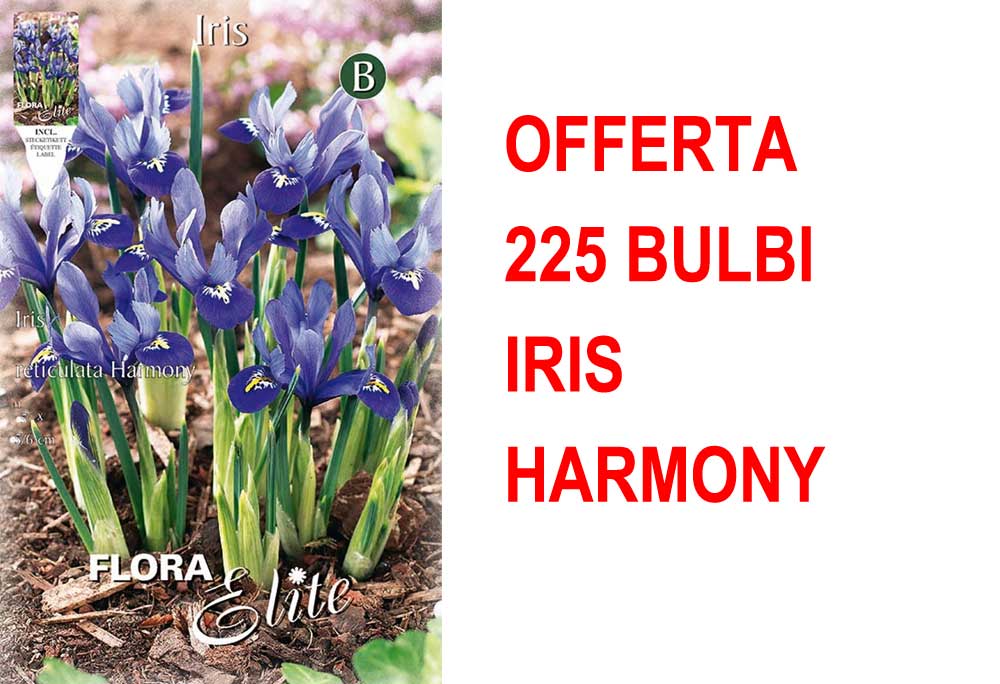OFFERTA 225 BULBI IRIS RETICULATA HARMONY