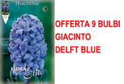 OFFERTA 9 BULBI GIACINTO DELFT'S BLAUW