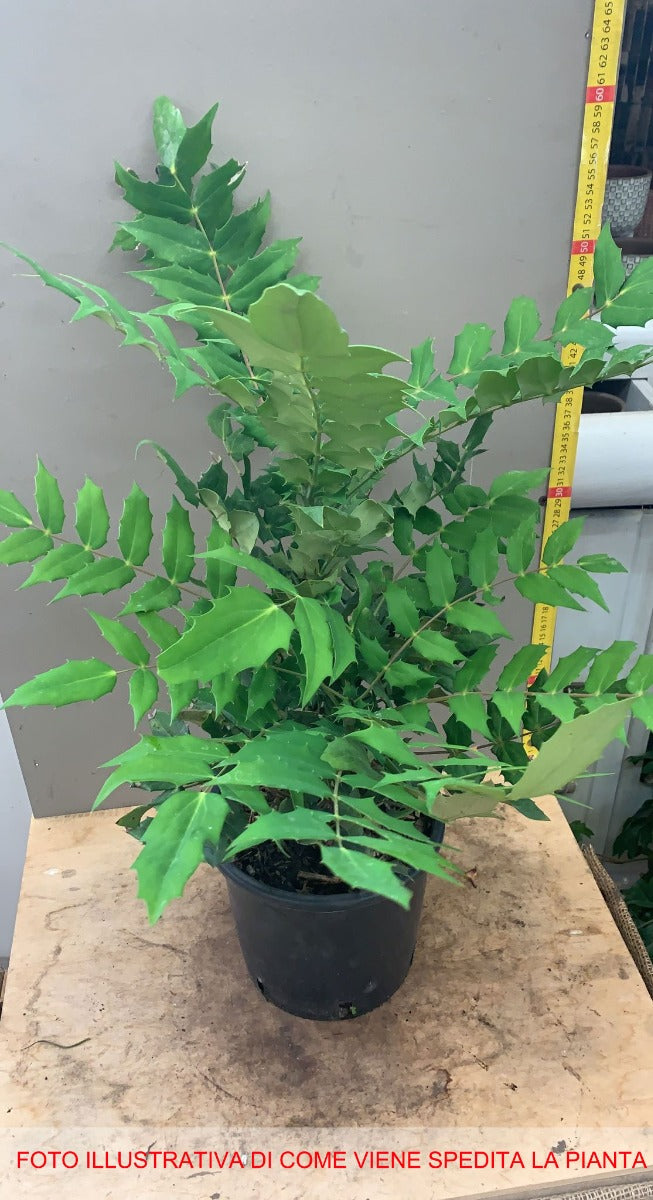 MAHONIA JAPONICA CHARITY VASO 21CM