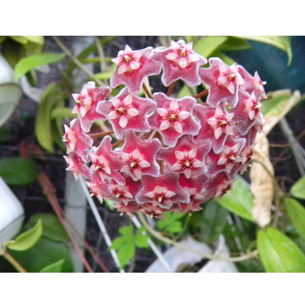 HOYA PUBLICALIX FIORE DI CERA VASO 12CM CON ARCHETTO