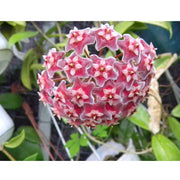 HOYA PUBLICALIX FIORE DI CERA VASO 19CM