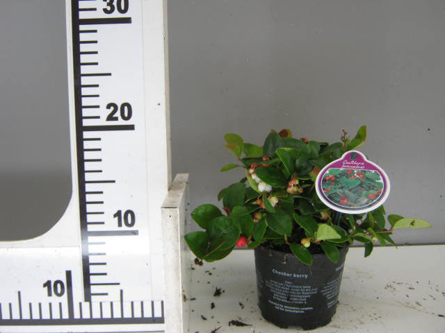 GAULTHERIA PROCUMBENS TE' DEL CANADA VASO 10.5CM