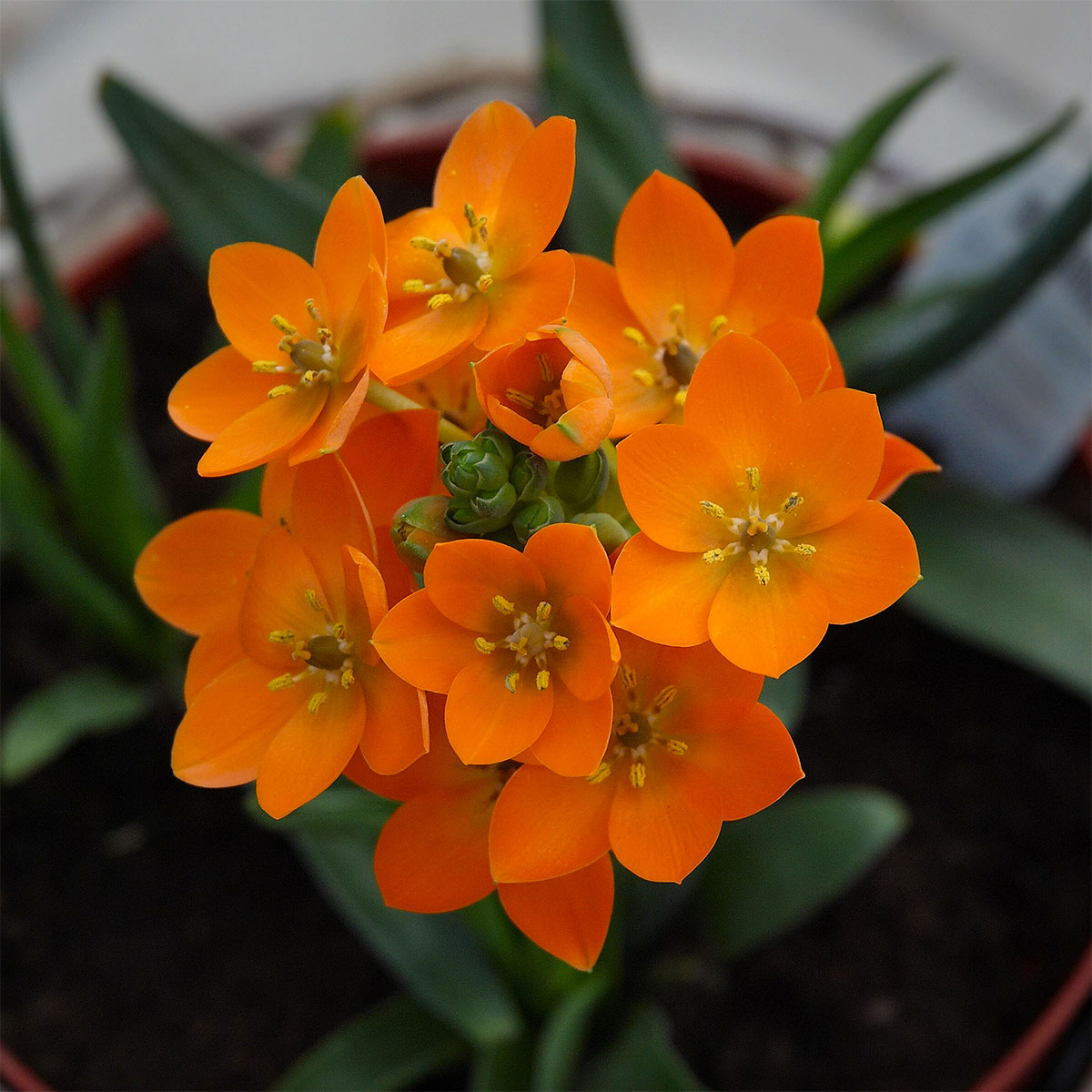ORNITHOGALUM DUBIUM ARANCIONE/GIALLO ASSORTITO VASO 12CM