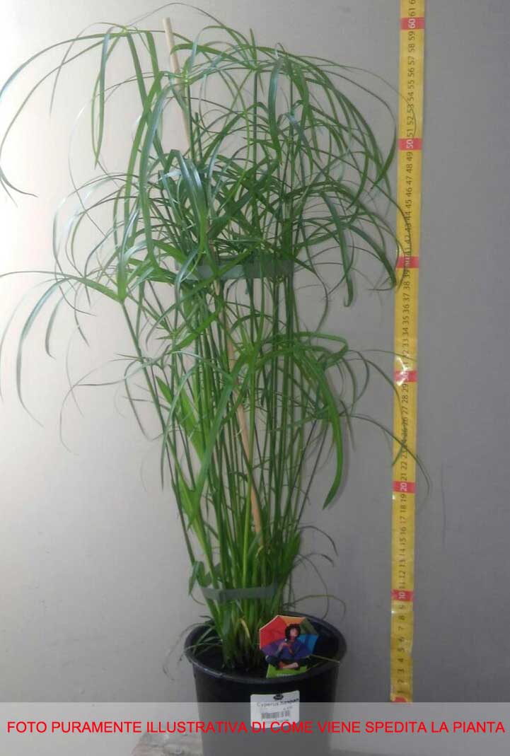 CYPERUS HASPAN PAPIRO IN VASO 12CM