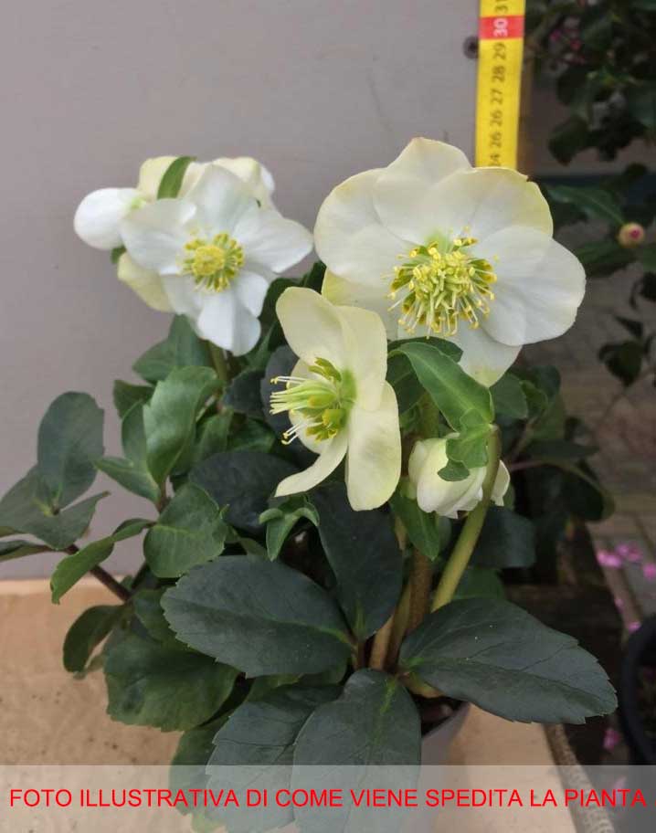 HELLEBORUS NIGER BLACK LINE ROSA DI NATALE VASO 12CM