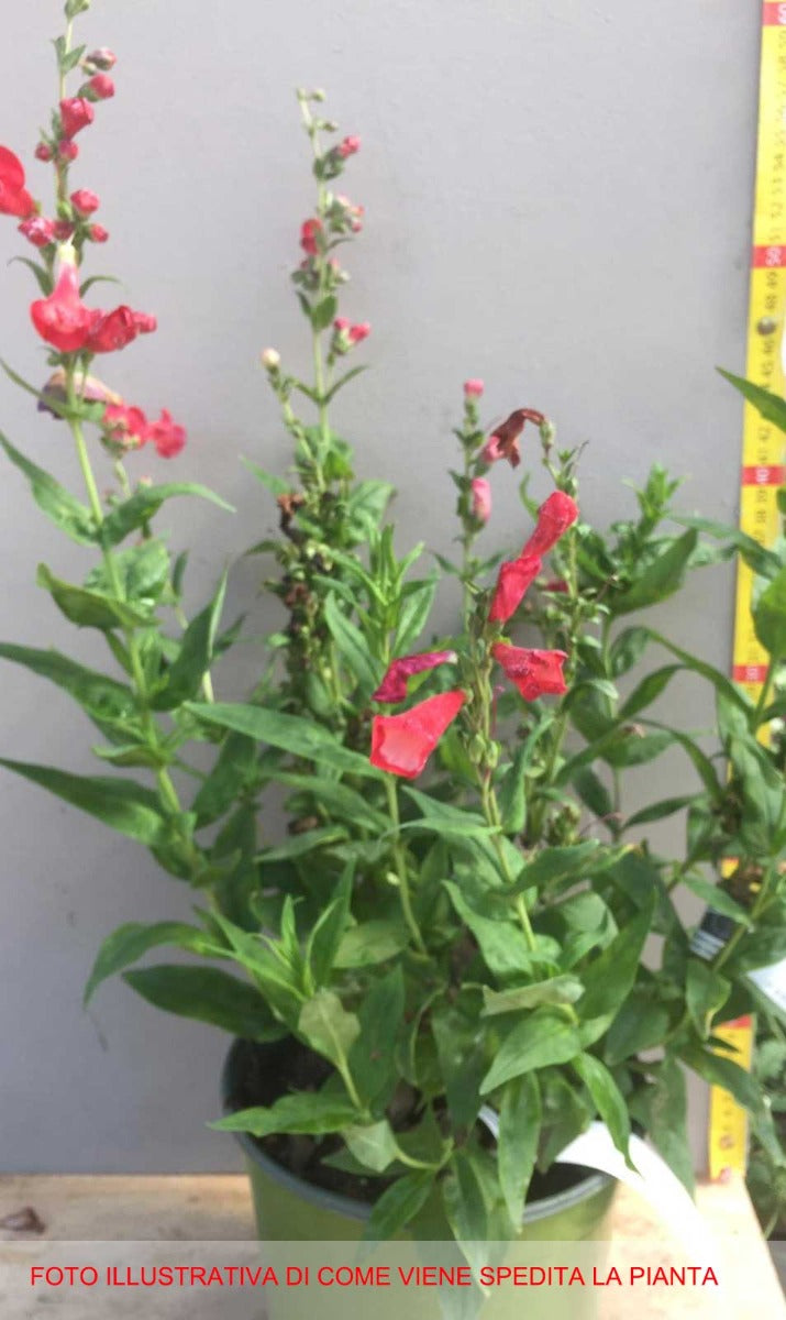 PENSTEMON POLARIS RED VASO 17CM