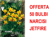 OFFERTA 50 BULBI NARCISO CYCLAMINEUS JETFIRE