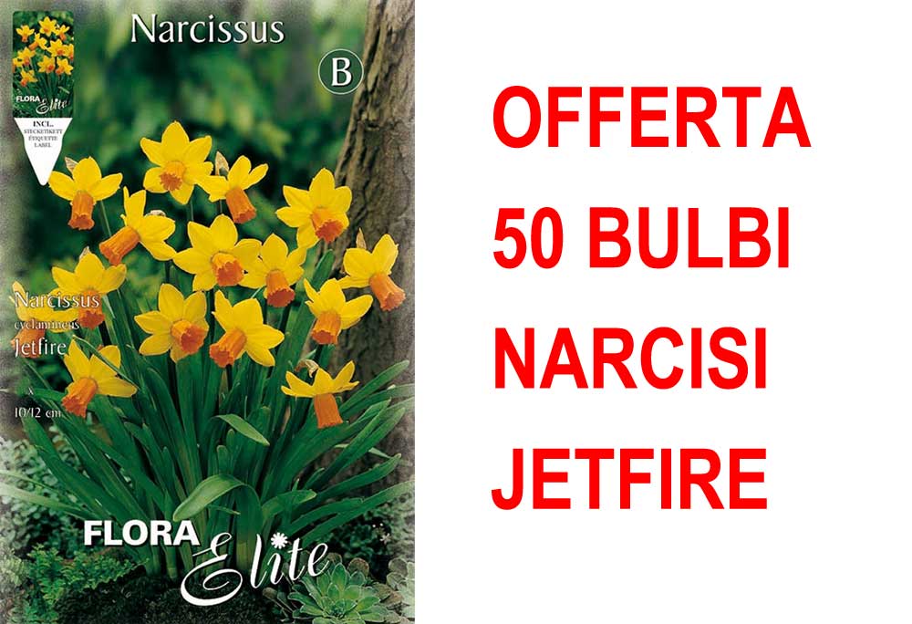 OFFERTA 50 BULBI NARCISO CYCLAMINEUS JETFIRE