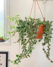FICUS PUMILA WHITE SUNNY VASO 19CM