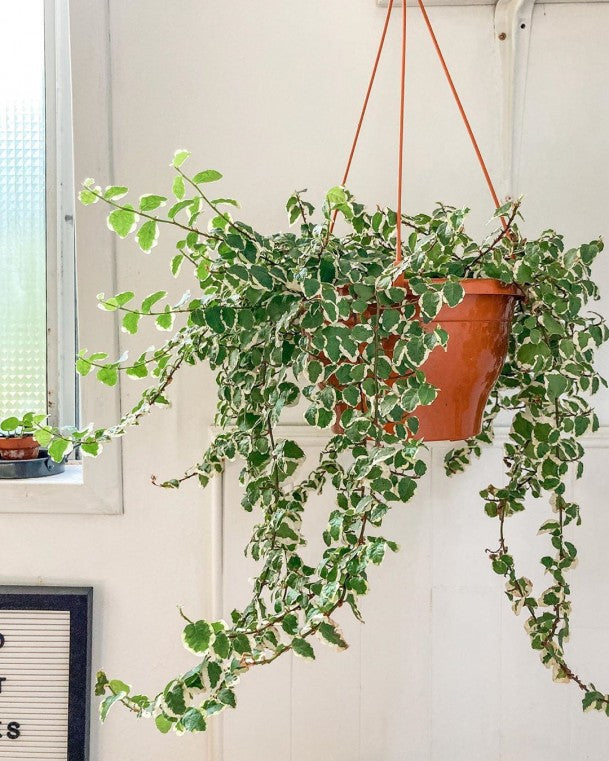 FICUS PUMILA WHITE SUNNY VASO 19CM