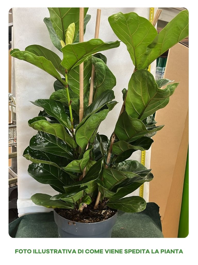 FICUS LYRATA VASO 21CM