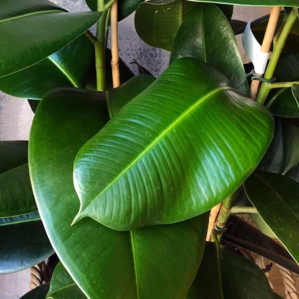 FICUS ROBUSTA IN VASO DA 12CM