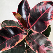 FICUS RUBY IN VASO DA 12CM