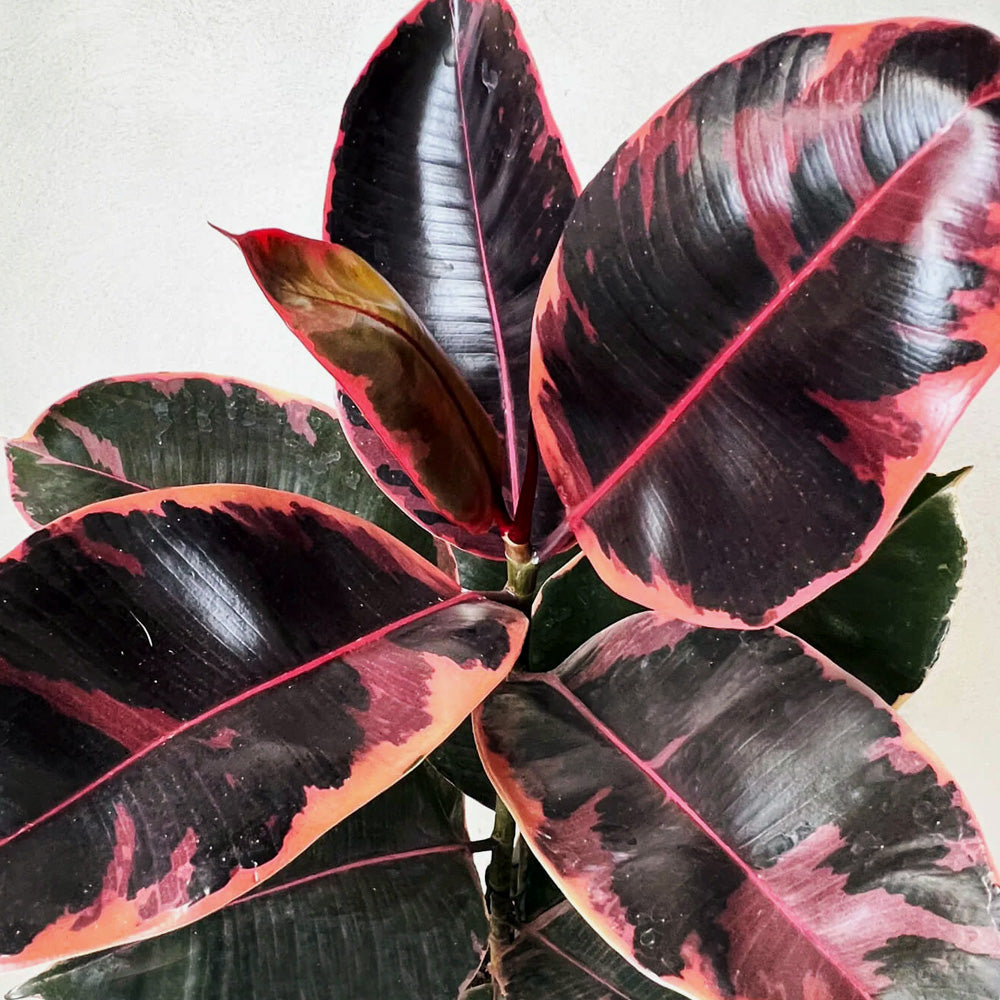 FICUS RUBY IN VASO DA 12CM