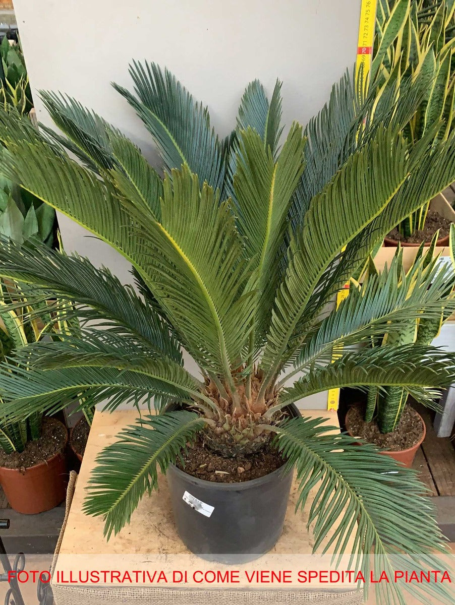 CYCAS REVOLUTA PALMA NANA VASO 22CM