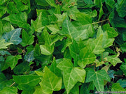 HEDERA HELIX SHAMROCK  IN VASO 13CM