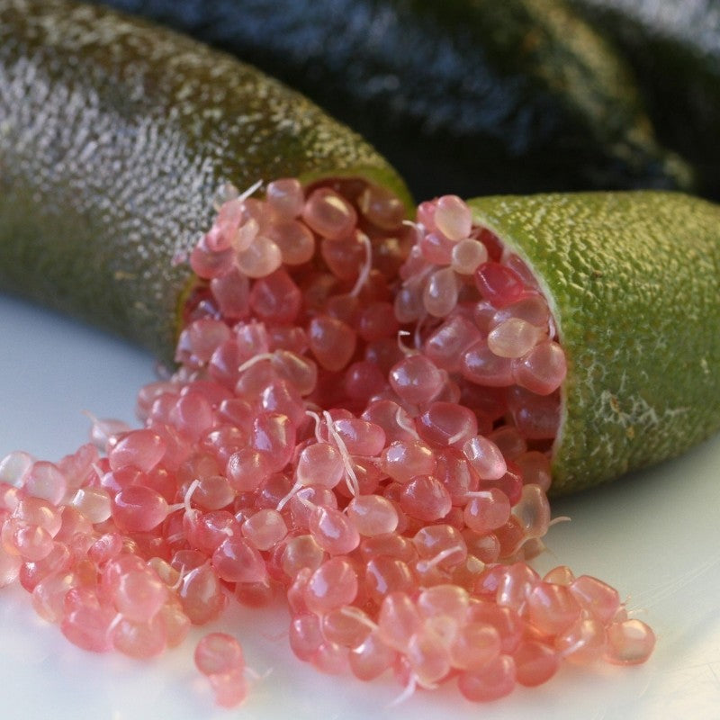LIMONE CAVIALE ROSA FINGER LIME IN VASO 20CM