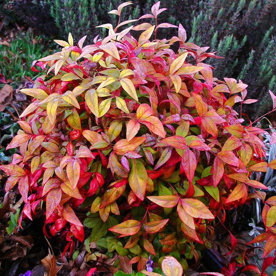 NANDINA DOMESTICA FIRE POWER IN VASO 18CM