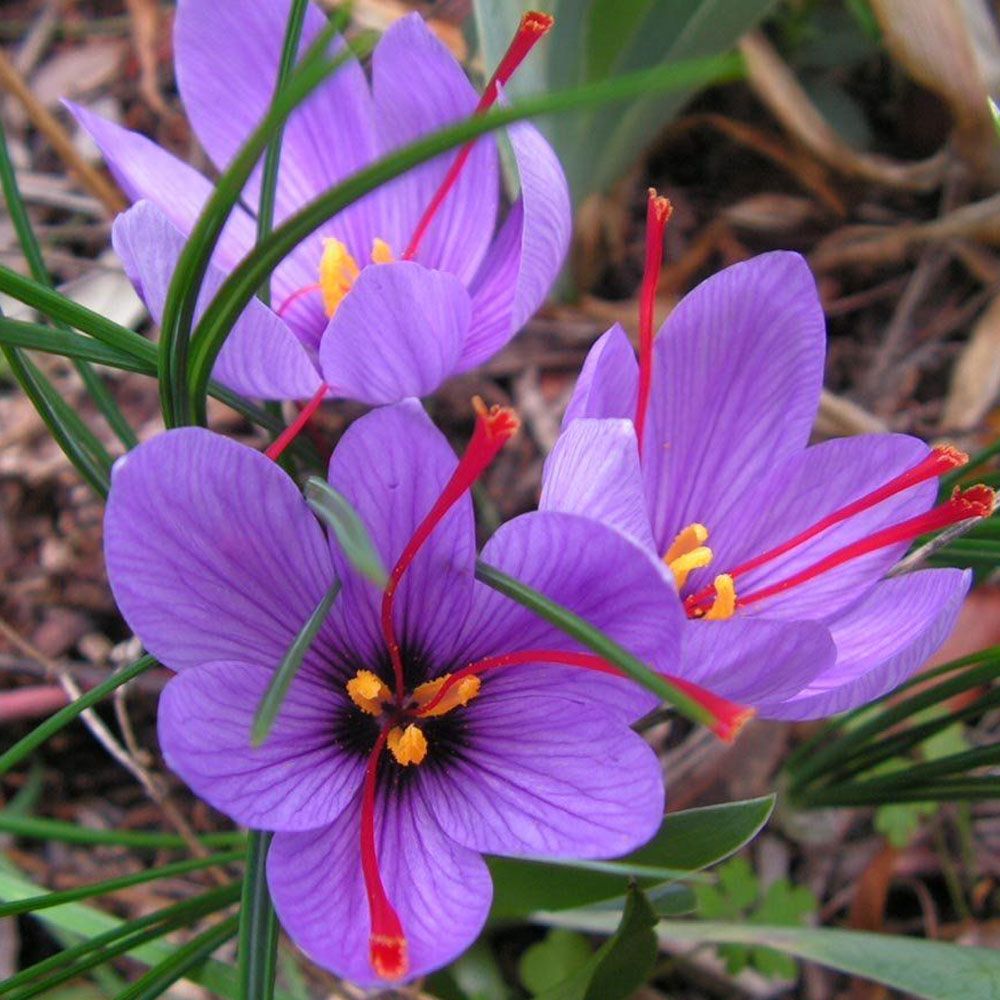 OFFERTA 100 BULBI DI CROCUS SATIVUS ZAFFERANO