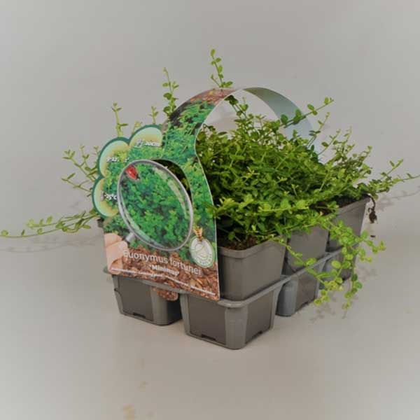 BOX 6 PIANTE EUONYMUS FORTUNEI MINIMUS VASO 9CM