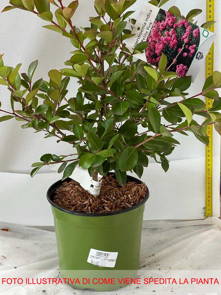 LAGERSTROEMIA INDICA NANA PETITE PINK VASO 18CM