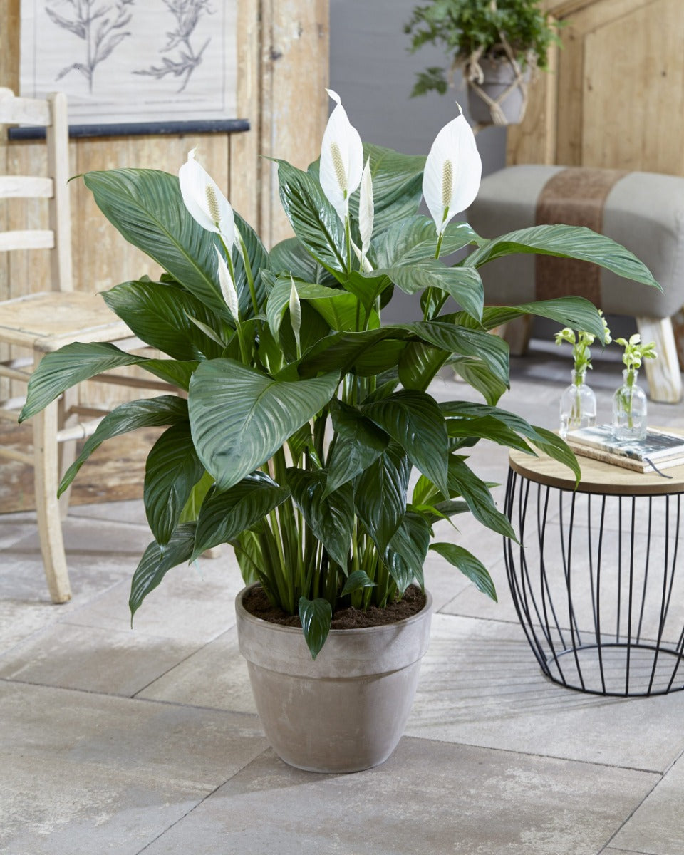 SPATHIPHYLLUM SWEET LAURETTA VASO 21CM