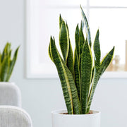 SANSEVIERIA LAURENTII IN VASO 15CM