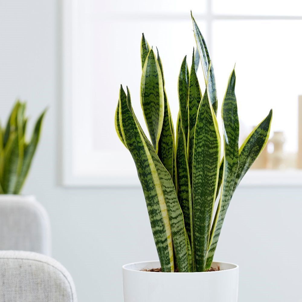 SANSEVIERIA LAURENTII IN VASO 10CM