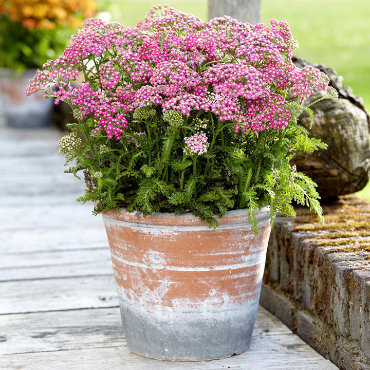 ACHILLEA MILLY ROCK ROSE IN VASO 18CM