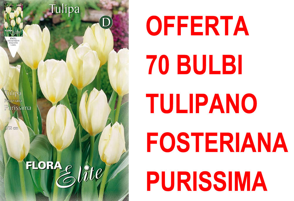 OFFERTA 70 BULBI TULIPANO FOSTERIANA PURISSIMA