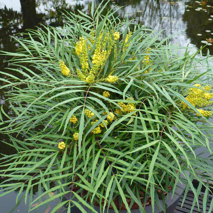 MAHONIA JAPONICA SOFT CARESS VASO 17CM