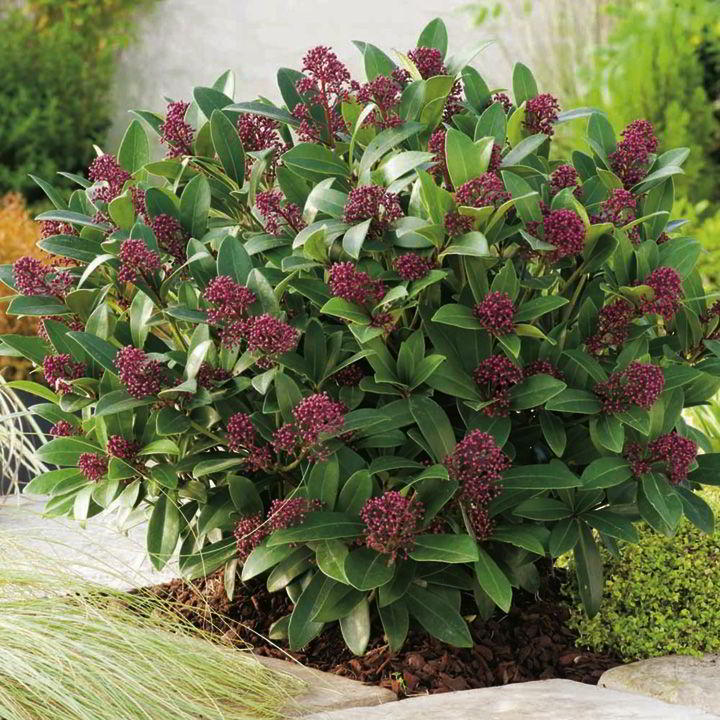 SKIMMIA RUBELLA VASO 13CM