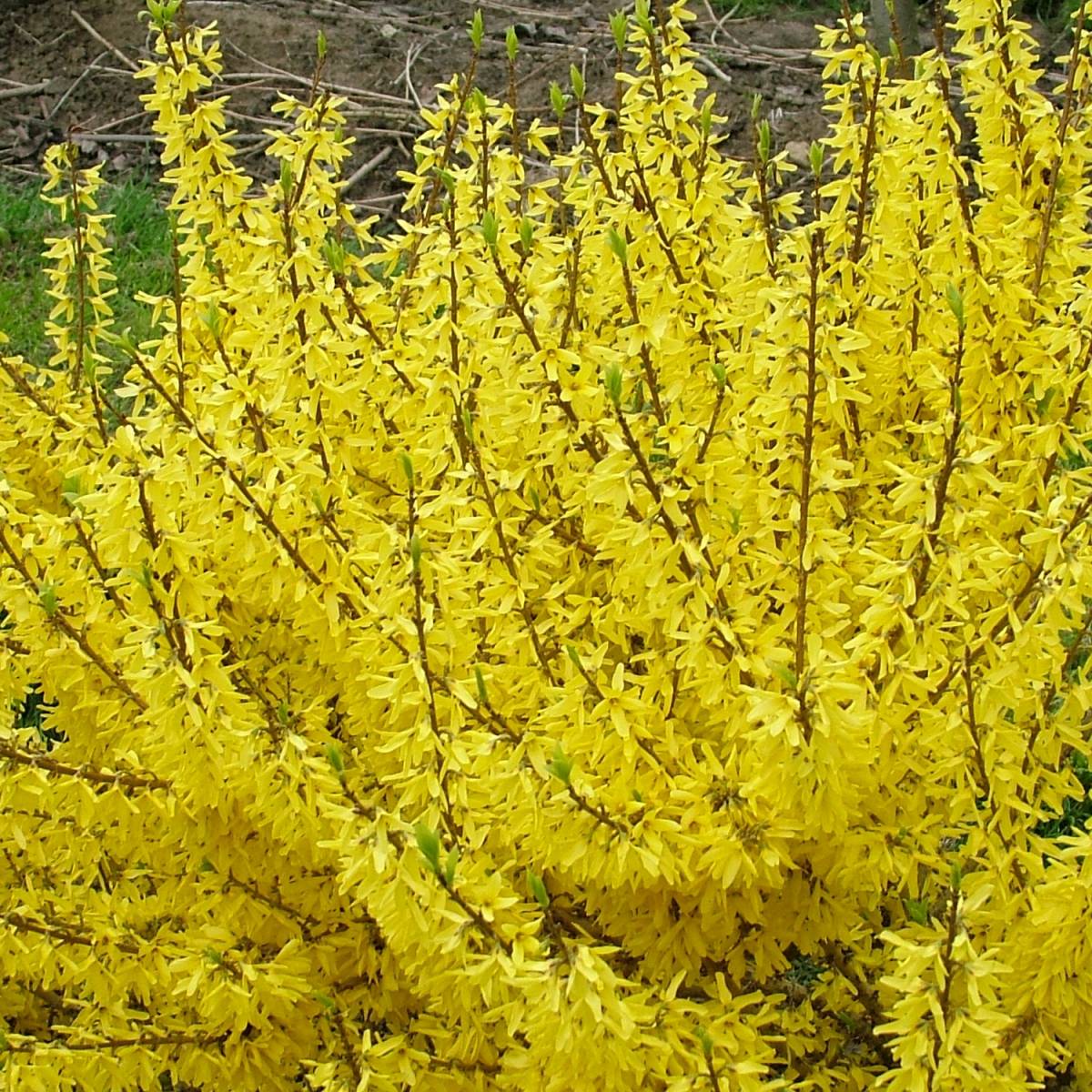 FORSYTHIA FORSIZIA INTERMEDIA MAREE D'OR IN VASO 18CM