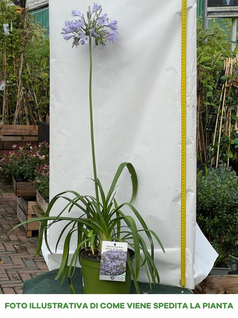 AGAPANTHUS BLUE INFINITY PANAGA VASO 18CM