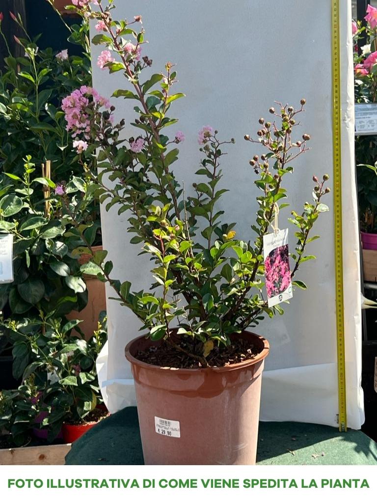 LAGERSTROEMIA INDICA EVELINE ROSA VASO 27CM