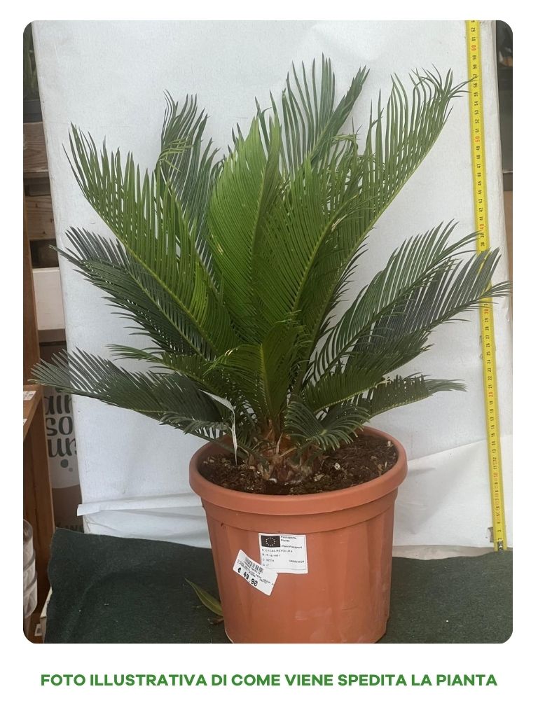 CYCAS REVOLUTA, IN VASO 24 CM