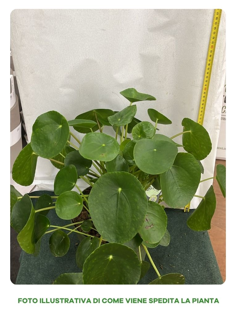 PILEA PEPEROMIOIDES PIANTA DELLE MONETE VASO 21CM