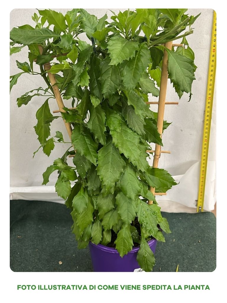 PIANTA, DURANTA ERICTA, IN VASO DA 15CM