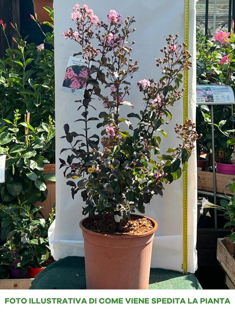 LAGERSTROEMIA INDICA RHAPSODY PINK VASO 27CM