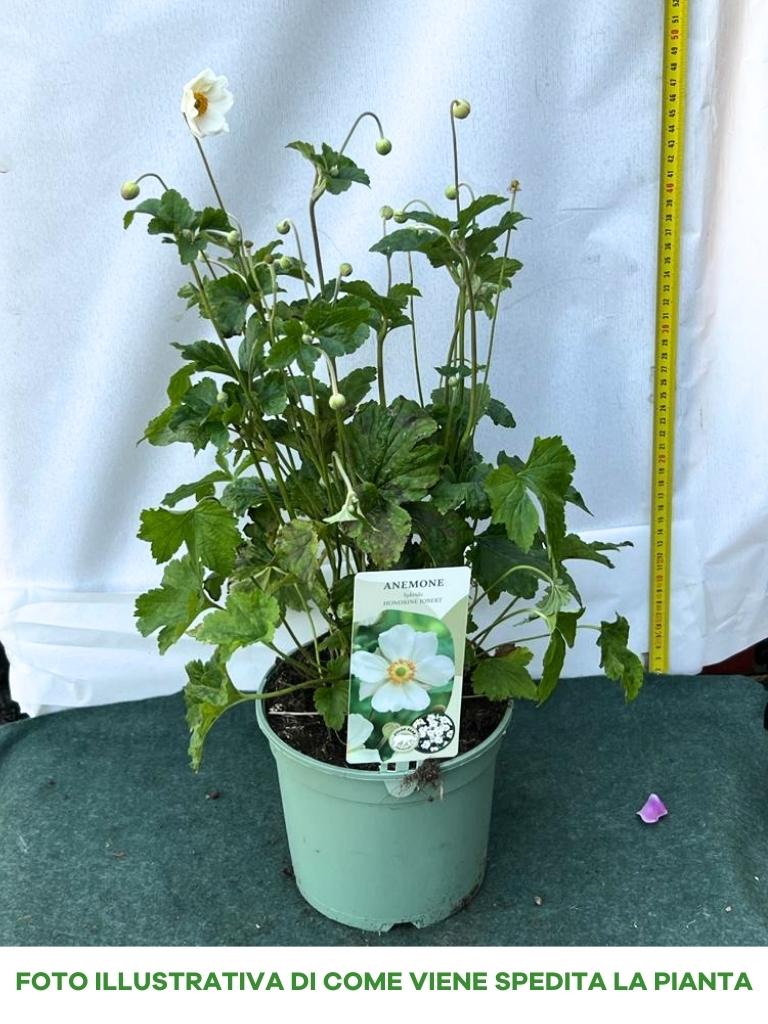ANEMONE HYBRIDA HONORINE JOBERT IN VASO DA 17
