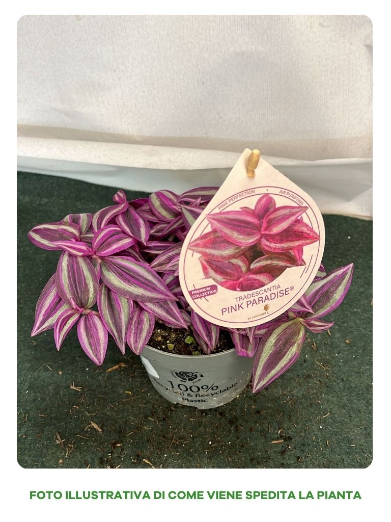 PIANTA TRADES.PINK PARADISE, VASO 12CM