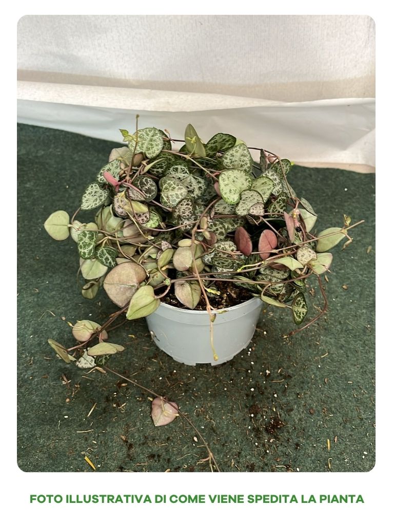 PIANTA CEROPEGIA WOODII, VASO 11-12CM