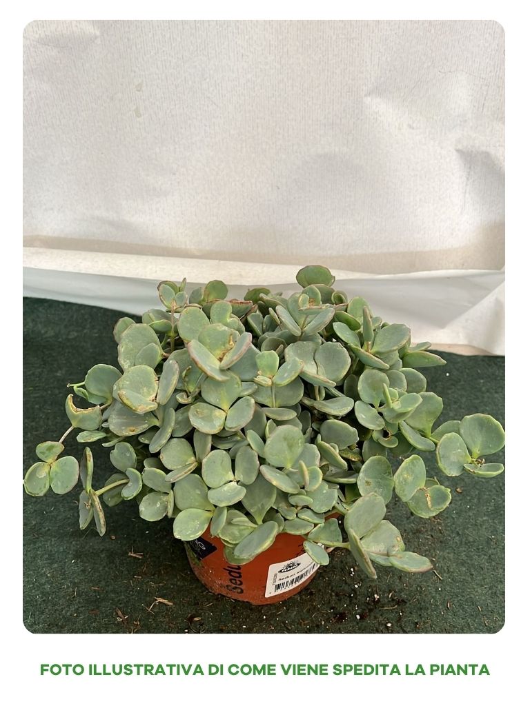 PIANTA SEDUM SIEBOLDII, VASO 12CM