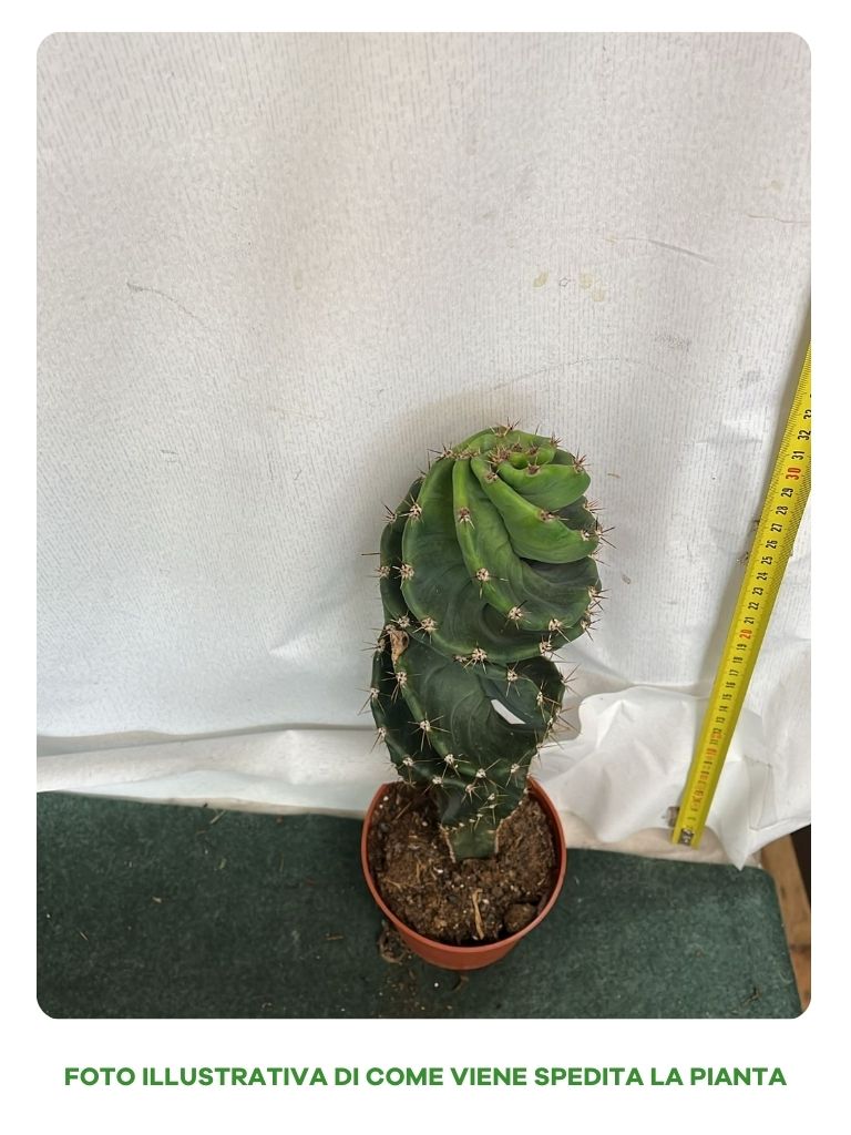 CACTUS JAMACARU SPIRALIS, VASO 10.5CM