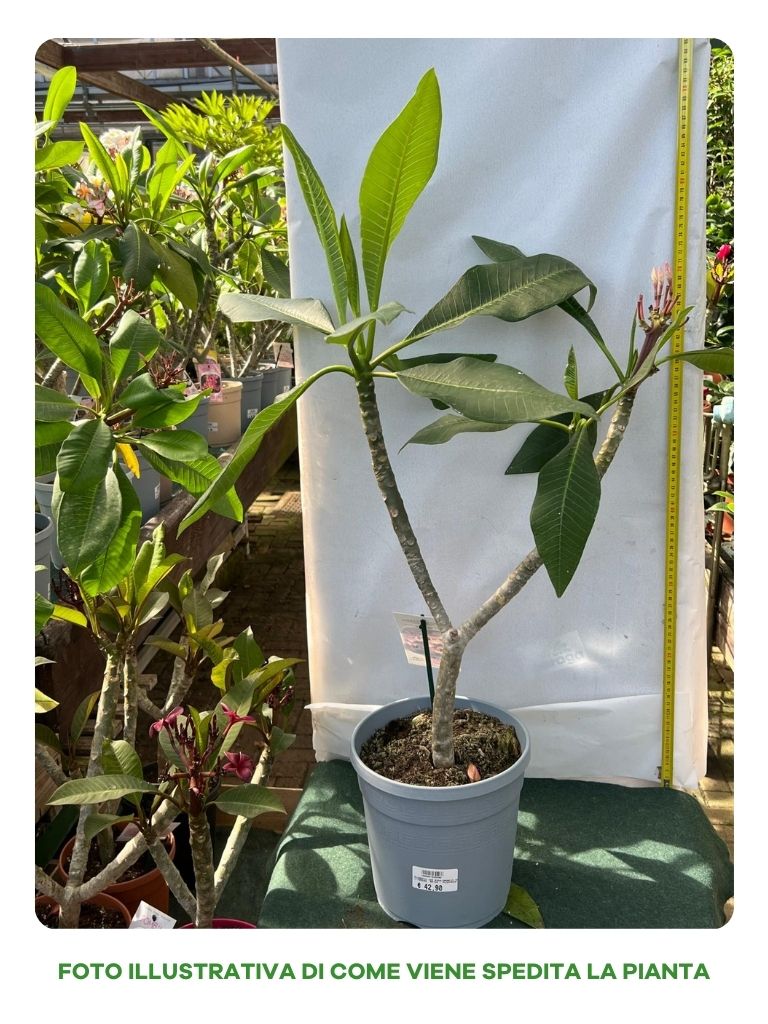 PLUMERIA POMELIA IN VASO 20CM FUCSIA E ARANCIONE XQUISITE