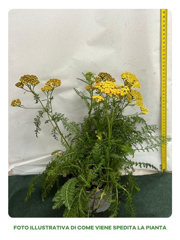 ACHILLEA MILLEFOLIUM, COLORE GIALLO, VASO DA 14CM