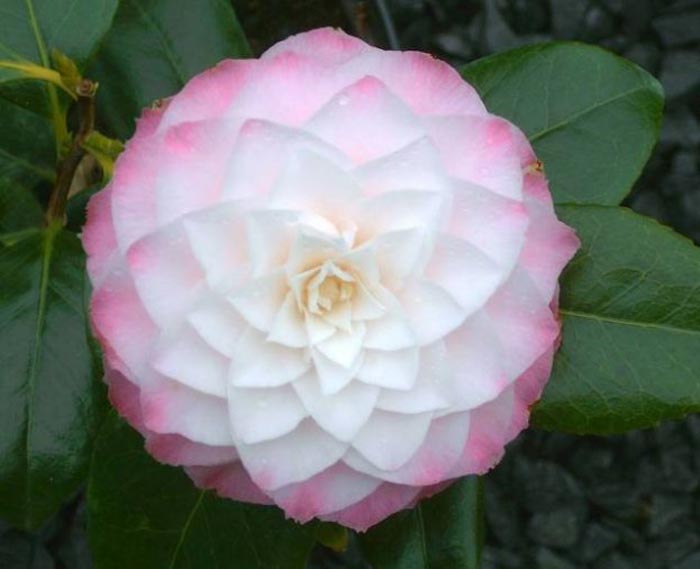 CAMELIA JAPONICA NUCCIO'S PEARL VASO 17CM