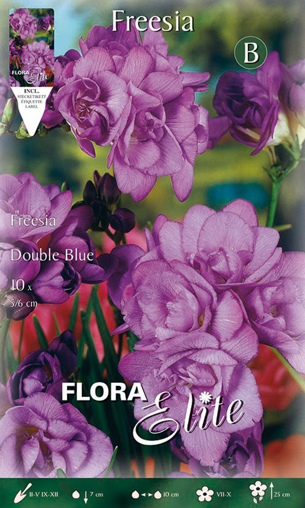 FREESIA DOUBLE BLUE (CONFEZIONE DA 10 BULBI)